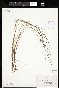 Carex limosa image