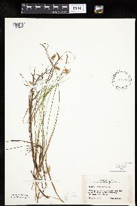 Carex limosa image