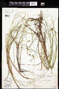 Carex limosa image