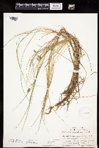 Carex limosa image
