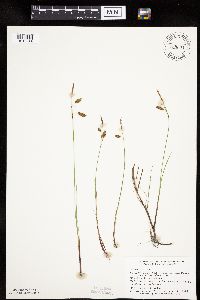 Carex limosa image