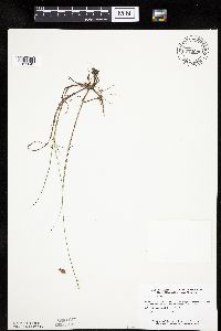 Carex limosa image