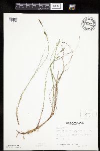 Carex limosa image