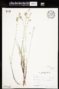 Carex limosa image