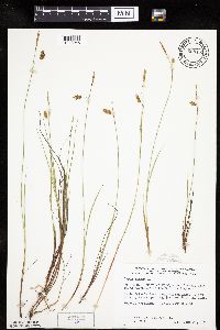 Carex limosa image