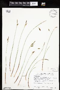 Carex limosa image