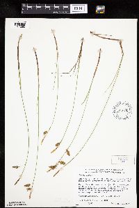 Carex limosa image