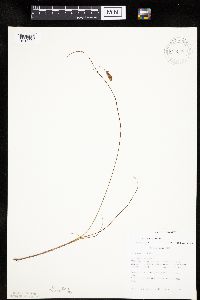 Carex limosa image