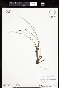 Carex limosa image