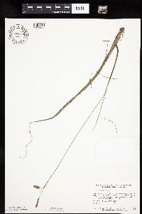 Carex limosa image