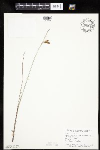 Carex limosa image