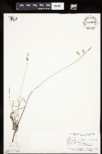 Carex limosa image