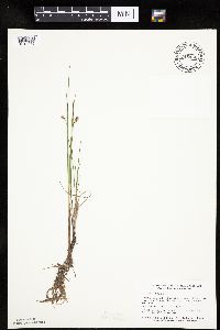 Carex limosa image
