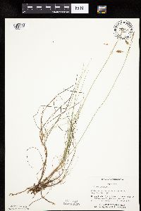Carex limosa image