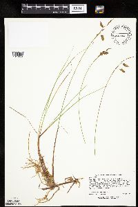 Carex limosa image
