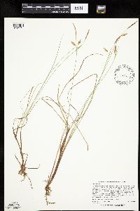 Carex limosa image