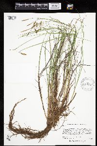 Carex limosa image