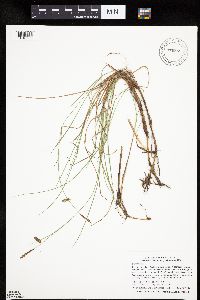 Carex limosa image