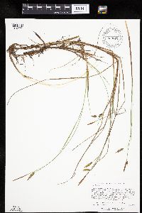 Carex limosa image