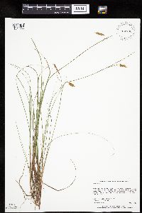 Carex limosa image