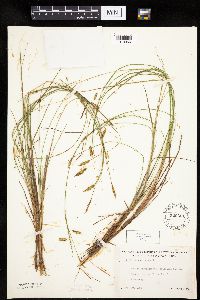 Carex limosa image