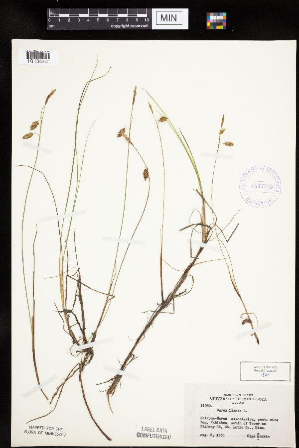 Carex limosa image