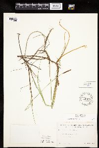 Carex limosa image