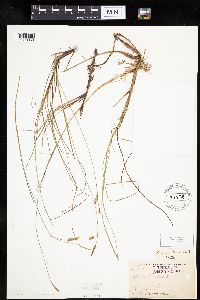 Carex limosa image
