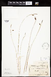 Carex limosa image