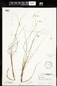 Carex limosa image