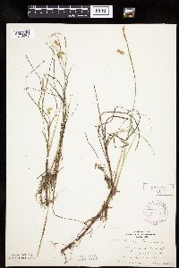 Carex limosa image