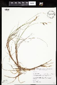 Carex limosa image
