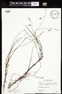 Carex limosa image
