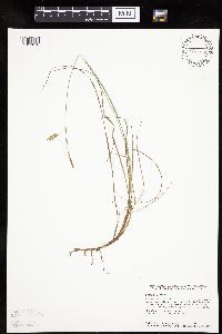 Carex limosa image