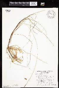 Carex limosa image