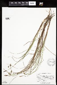 Carex limosa image