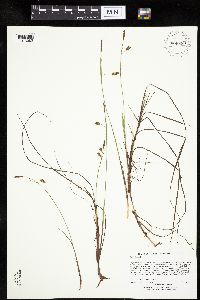 Carex limosa image