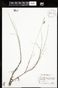 Carex limosa image