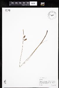 Carex limosa image