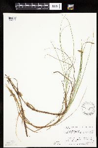 Carex limosa image