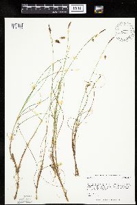 Carex limosa image