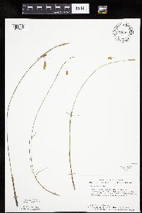 Carex limosa image