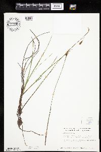Carex limosa image