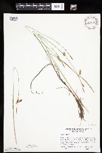 Carex limosa image