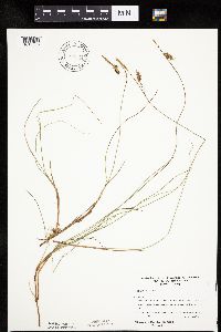 Carex limosa image