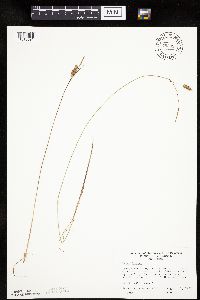 Carex limosa image