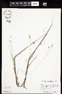 Carex limosa image