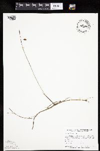 Carex limosa image