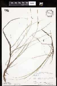 Carex limosa image