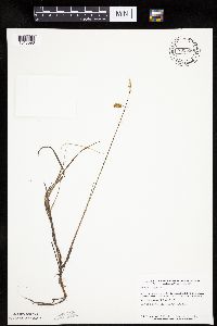 Carex limosa image